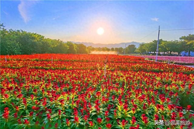 佛山卡玛缤纷花世界的秋天美成这样，何处不芳华，国庆假期同游