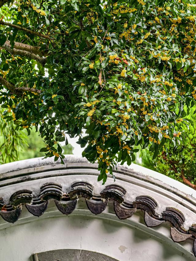 苏州拙政园桂花盛开