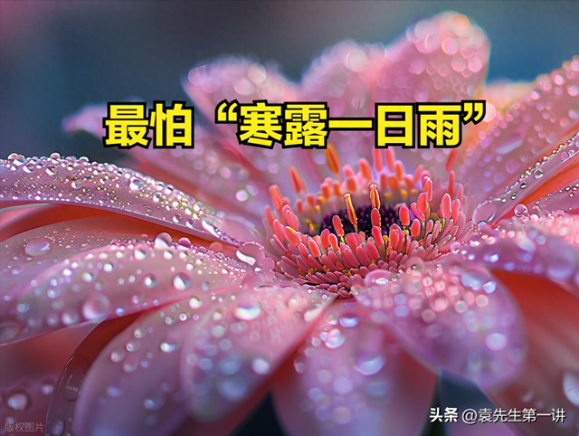 今日寒露，老人说最怕“寒露一日雨”，寒露下雨有啥预兆？早了解