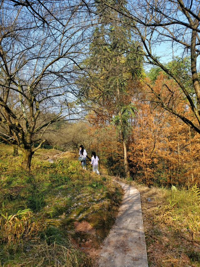 成都1.5h亲子徒步好去处！一条全是野果的路线，好吃好玩好摘~