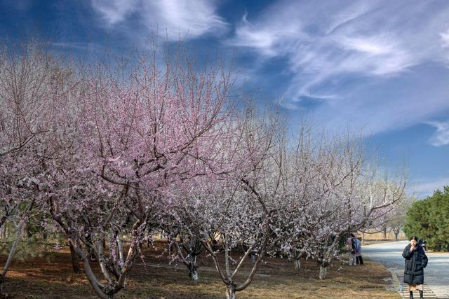 观滹沱河畔桃花有感