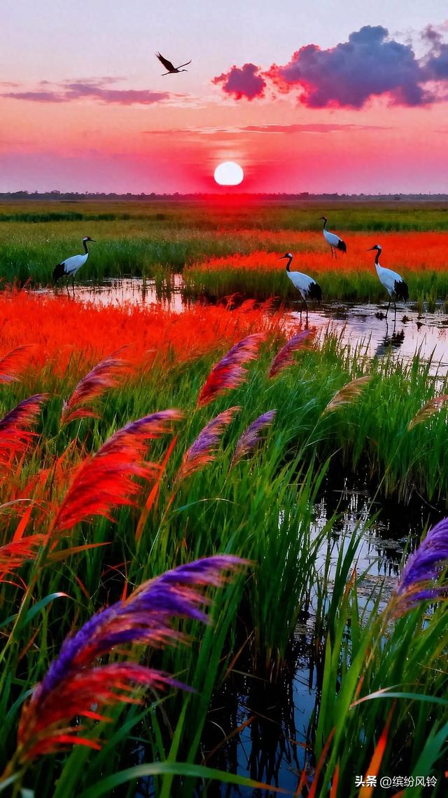 夕阳下的湿地，丹顶鹤在水畔翩跹