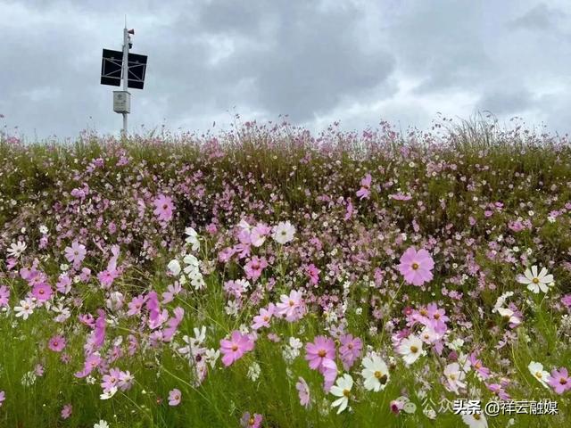 秋游青海湖 邂逅格桑花海