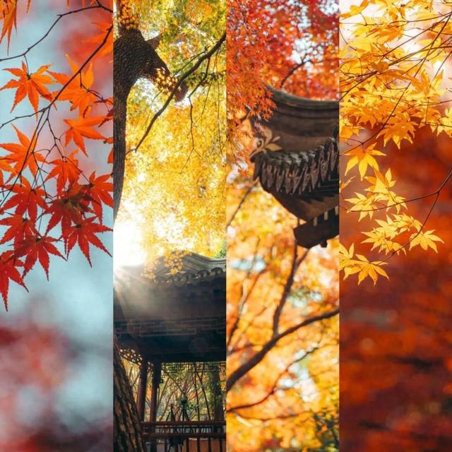 上海赏秋天花板，这波期待值拉满！