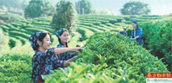 客家古村“千亩茶田万株樱花”出圈 运动小镇百场专业赛事人来人往