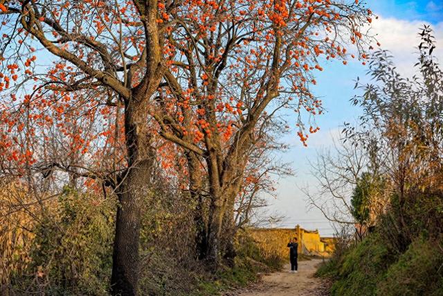 陕西宜君初冬：满枝红柿 一径清甜