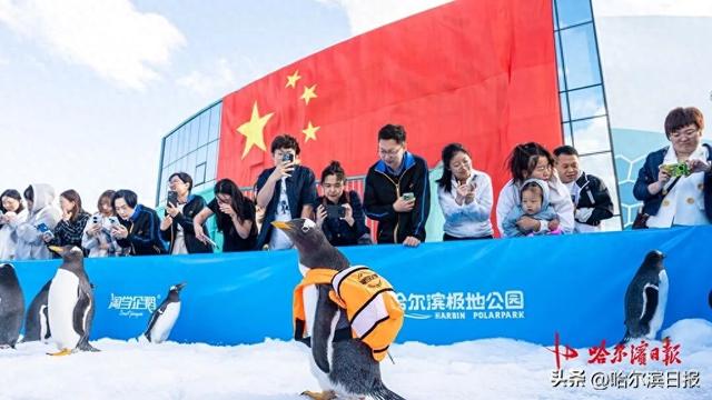 “十一”期间每日三场免费看！“淘学企鹅”国庆大巡游时间确定