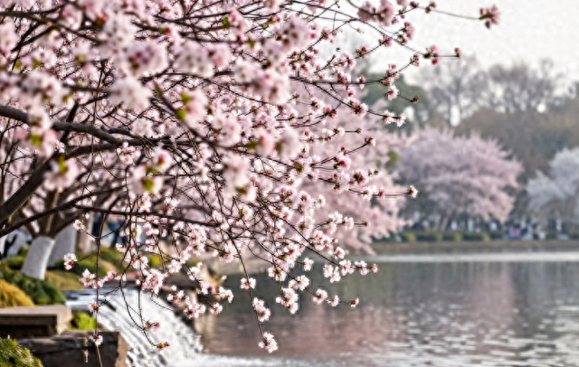 南京老牌公园火了！上万游客挤爆只为看它，海棠花开成瀑太惊艳