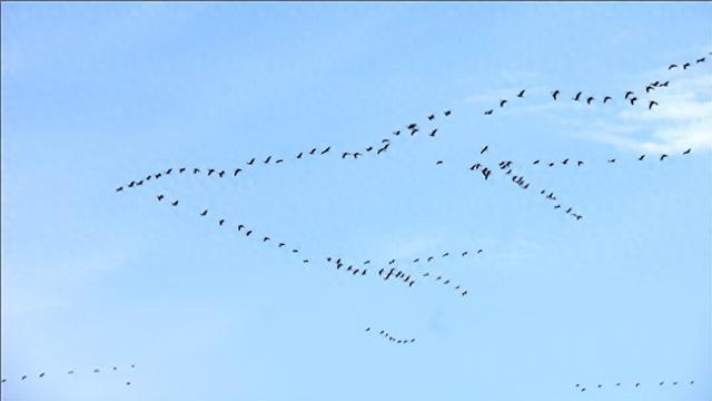 中国成东亚经济最大变量，“雁阵模式” 队形被改写