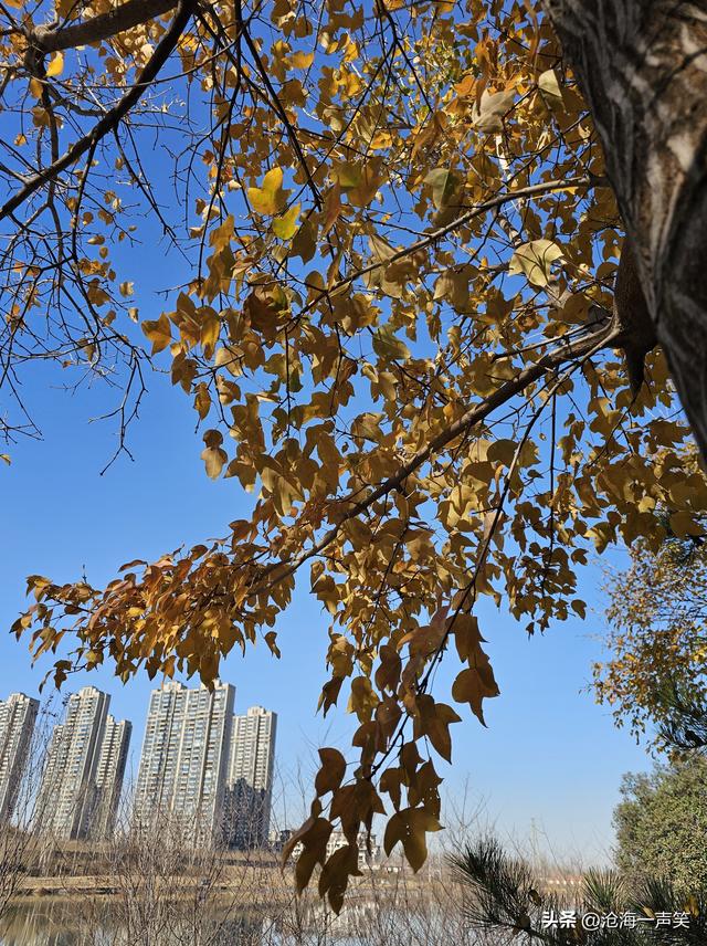 冬天的槭叶美，一道美丽的风景，风光无限在槭叶，风景这边独好!