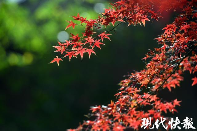 南京中山植物园红枫岗迎来最佳观赏期，色彩交响盛宴将持续至12月中旬