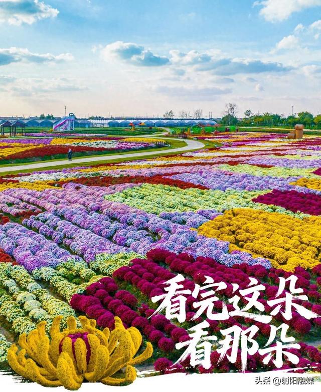 看完这朵看那朵🤩