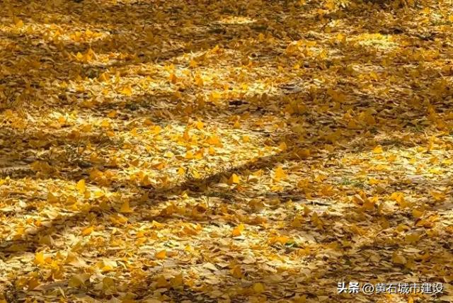 限时绝美！黄石街头颜值巅峰 周末来打卡