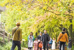 昆明植物园枫叶与你佳期有约