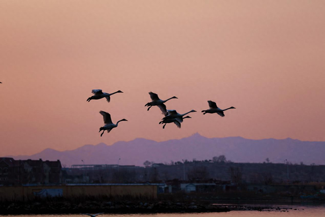 大天鹅飞抵那香海“度假”又岂在朝朝暮暮？
