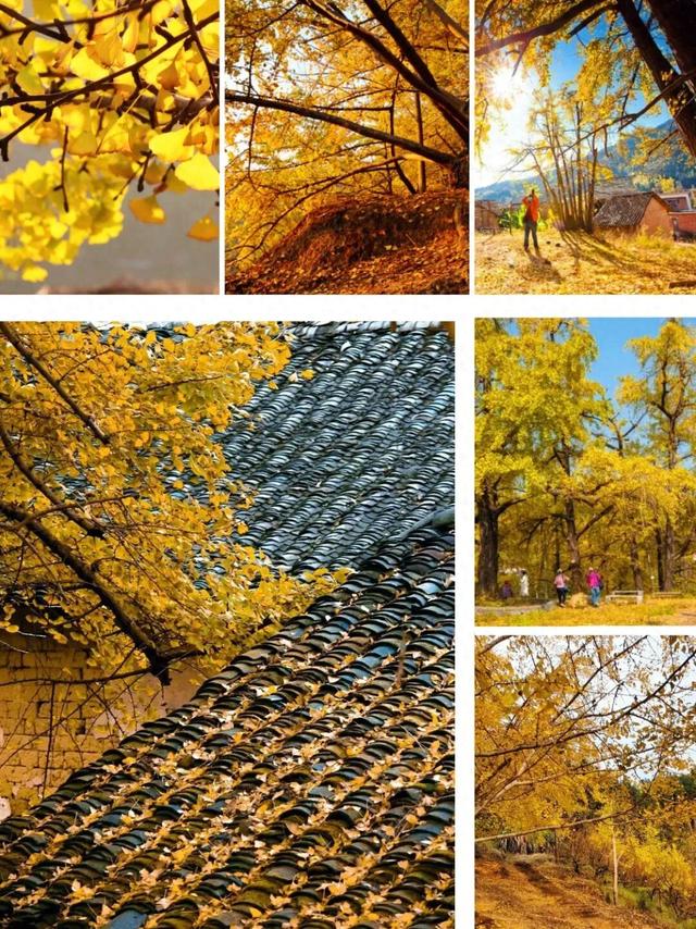韶关坪田/九峰银杏最佳观赏期到啦！出发，拍满秋天九宫格！