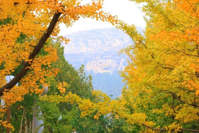 解锁“美拉德”色系！东平的秋天是懂氛围感的