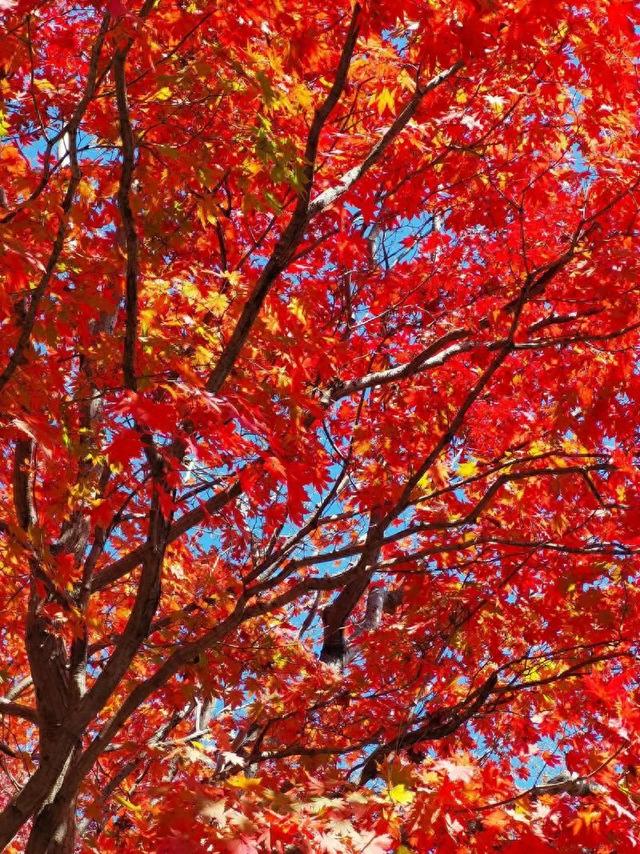 红叶刷爆！河南小镇藏着赚钱狠招：游客狂买特产，考察团追着签约