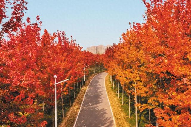 行走在临海公园的秋色里
