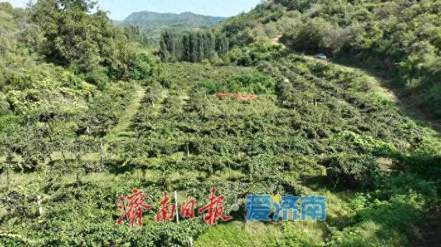 济南向西一小时|来张夏孔庄，摘软枣猕猴桃、赏山水人文、品庭院风味