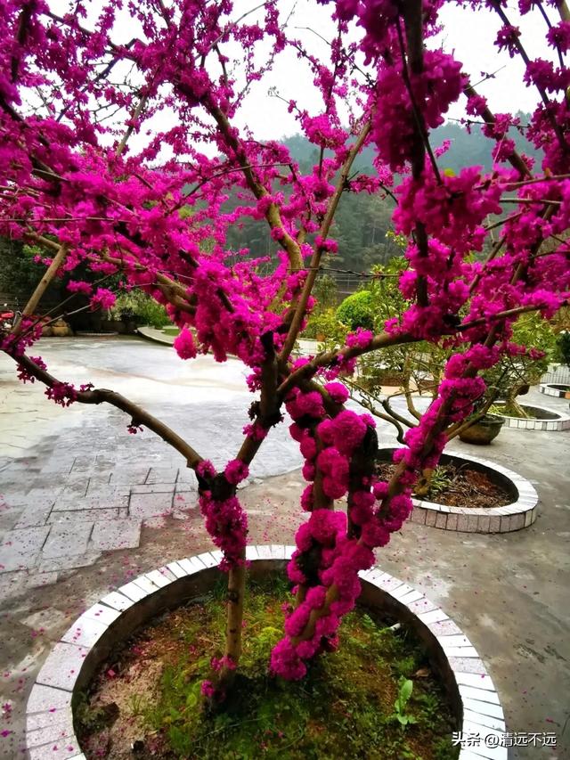 【免费观看】路园相连桥花相映|三月清远鱼水网红树正含苞待放