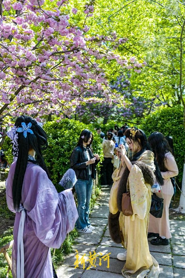 泉畔晚樱盛放，“樱花雨”引爆打卡潮