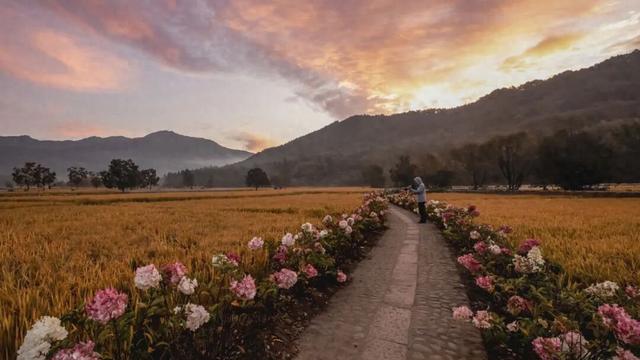 宏村稻浪翻涌时，绣球正盛开 | 皖美秋日