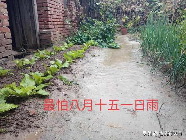 明日八月十五，老人说最怕“八月十五一日雨”，十五下雨啥预兆
