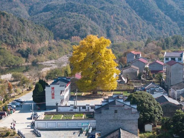 千年银杏，满树金黄！浮梁这座古村，藏着最治愈的冬日盛景