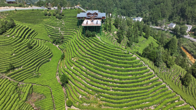 闲置荒地变避暑宝地 解锁茶园里的“清凉经济”