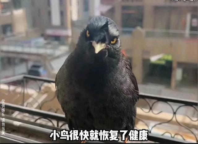 八哥不停的给一个男孩送钱，我知道八哥的钱从哪儿搞来的了！
