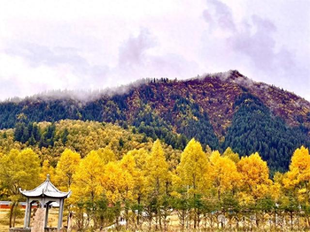 【九月门源看秋景】 仙米之秋，邂逅斑斓山林