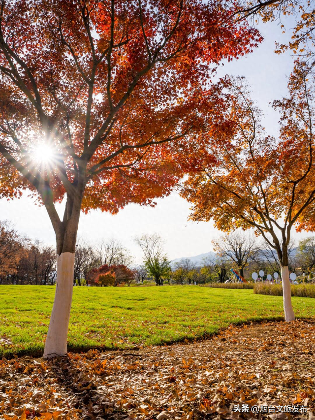 【乐游烟台】烟台红了，8大赏红叶打卡地，错过等一年
