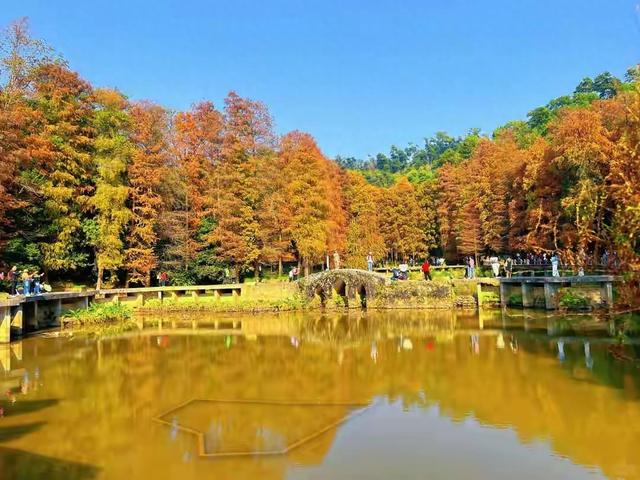 深圳秋景隐藏王者！仙湖植物园刷爆朋友圈