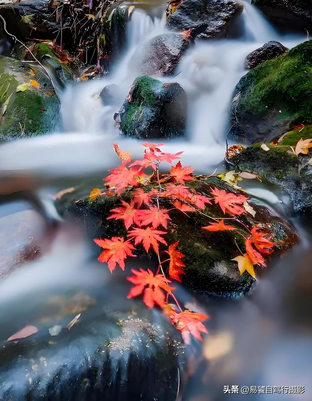 香山红叶摄影进阶：必须掌握这6个实战技巧，张张出大片成顶流