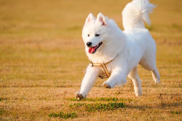 研究发现智力超群的犬展现类人理解能力：口头标签的扩展性研究
