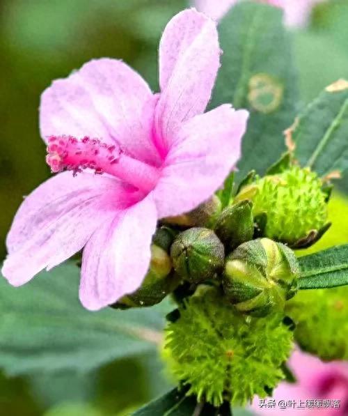 地桃花的功效与作用及药用价值(被农民嫌弃当作野草的植物)