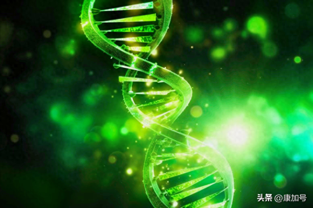 科学家运用"超级人瑞长寿基因"成功延缓速衰疾病引发的心脏衰老