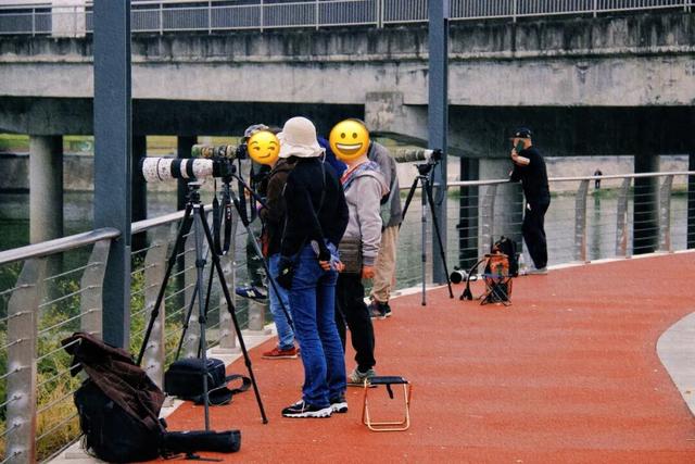 锦江公园秋意浓！红枫银杏作点缀，行走坐卧皆是诗~