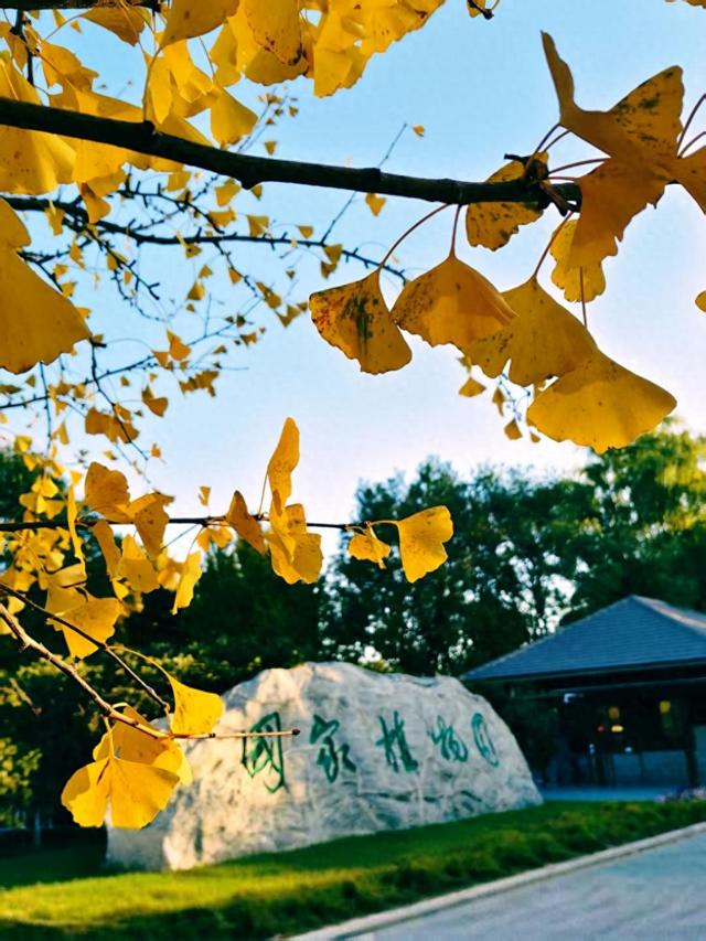 银杏抖落金箔，枫叶浸了酒红！国家植物园赏秋最佳时