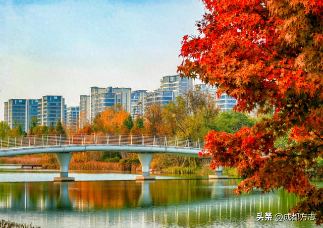 成都“枫”景天花板！再不看就晚了！