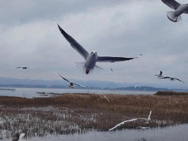 威宁：绘“人鸟共生”幸福新蓝图