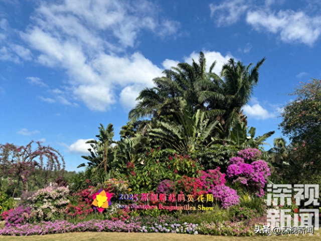 簕杜鹃花海最佳观赏期，这份“秋日限定”浪漫请收下