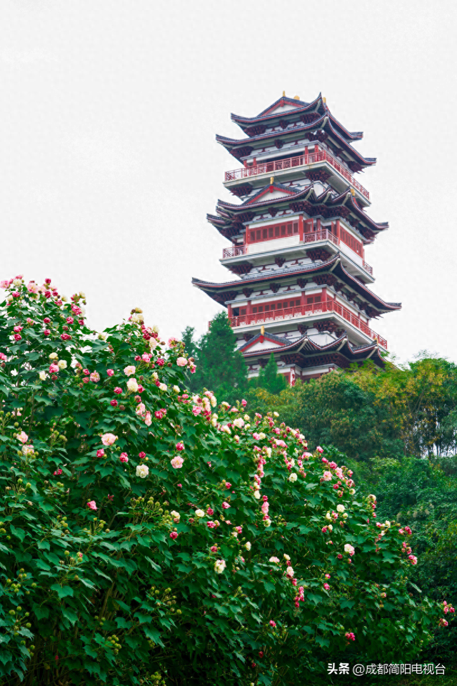 【图说·简阳】芙蓉映城郭：一城秋韵一城花