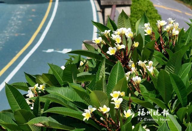 福州8月赏花线路发布 可赏睡莲、姜荷花、紫薇、复羽叶栾等
