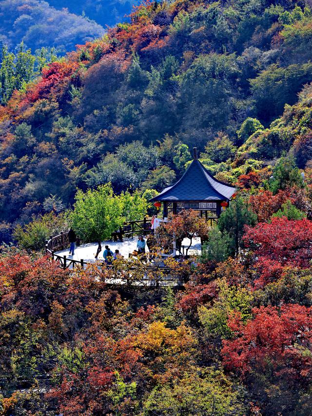 坡峰岭红叶进入最佳观赏期，近万米登山步道已全面开放