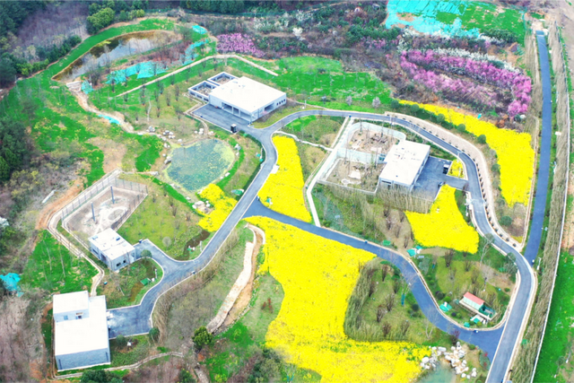 中国大熊猫保护研究中心绵阳基地投入试运行