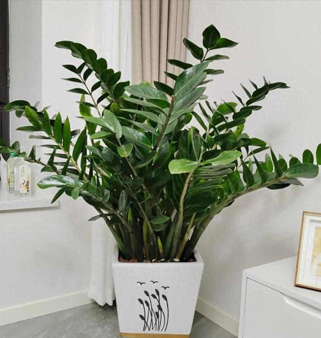 “五树进宅	，升官发财	”，这5种旺家树，你家室内有没有？