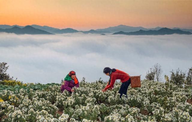 秋日限定！歙县黄山贡菊惊艳上线，邂逅山野绝美盛景 | 皖美冬日 | 第十五届安徽国际文化旅游节