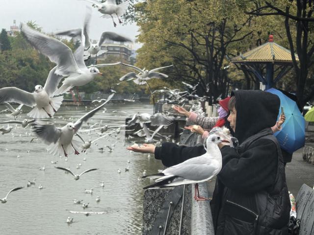 低温难挡人鸥情 环西桥掀观鸥打卡热